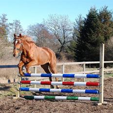 Anden særlig race Lydholmgaards Keeval