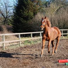 Anden særlig race Lydholmgaards Keeval