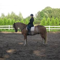 Welsh Cob (sec D) Thibaud