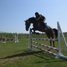 Hollandsk Varmblod Zareta *RIP*