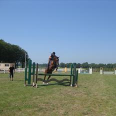 Hollandsk Varmblod Zareta *RIP*