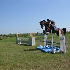 Hollandsk Varmblod Zareta *RIP*