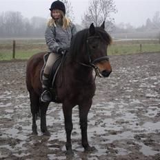 New Forest Pondus (Methme)