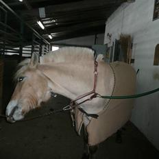 Fjordhest Sirocco -gammel part! <3