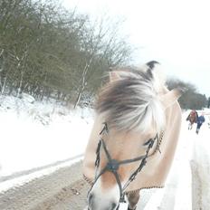Fjordhest Sirocco -gammel part! <3