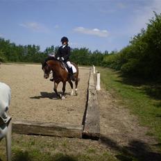 Welsh Pony (sec B) Springbourne Huckleberry! (Solgt)