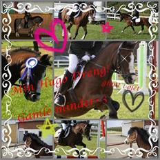 Welsh Pony (sec B) Springbourne Huckleberry! (Solgt)