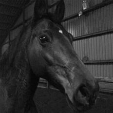 Dansk Varmblod Limona