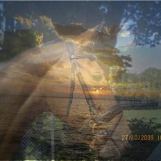 Hollandsk Varmblod _PARADiS! R.i.P