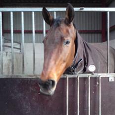 Hollandsk Varmblod _PARADiS! R.i.P