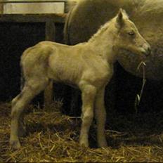 Fjordhest Iben Strødam # Solgt#