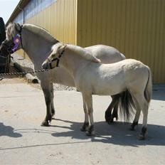 Fjordhest Iben Strødam # Solgt#