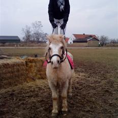 Anden særlig race Palle (Gl. Part)