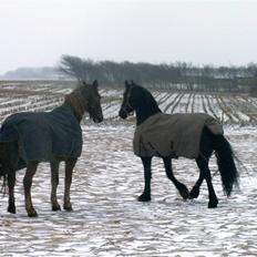 Anden særlig race Coco *R.I.P.* dejlige hest