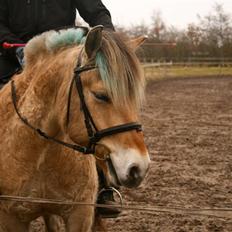 Fjordhest Sleipner
