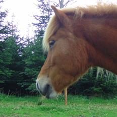 Islænder Chasi the horse of heaven - rest in peace my love