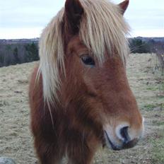 Islænder Chasi the horse of heaven - rest in peace my love