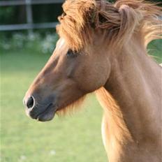 Islænder Ofeigur fra Tyvekrogen