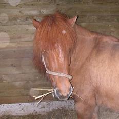 Islænder Ofeigur fra Tyvekrogen
