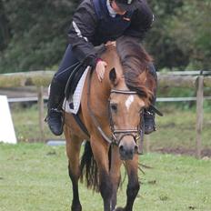 Welsh Pony af Cob-type (sec C) Camilla-tut :-)