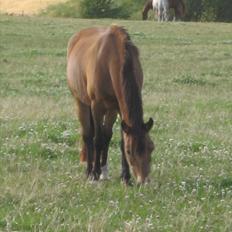 Welsh Pony af Cob-type (sec C) Camilla-tut :-)