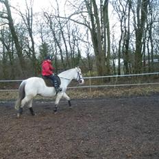 Anden særlig race chili