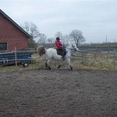 Anden særlig race chili