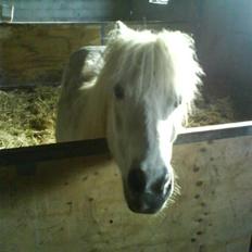 Anden særlig race Kaj olesen (AFLIVET)