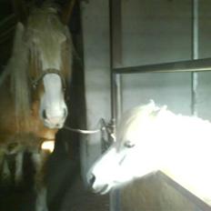 Anden særlig race Kaj olesen (AFLIVET)