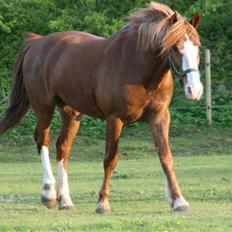 Anden særlig race Skovbrynets Nichlos