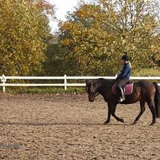 Anden særlig race Ambrosius.