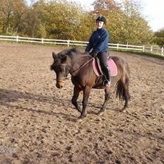 Anden særlig race Ambrosius.