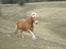 Haflinger Hanibal <´3 ment to be<´3
