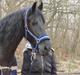 Frieser Femke .. 