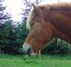 Islænder Chasi the horse of heaven - rest in peace my love