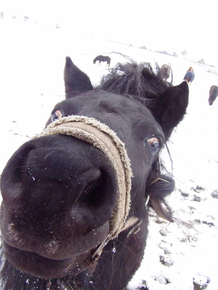 Shetlænder Morillo af Nørvang - Utrolig charmerende - som altid :D billede 14
