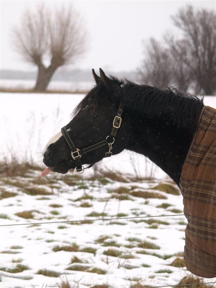 DSP Charming Lady *Solgt* - Frækkert ;b Foto: Helle Krogh  billede 10