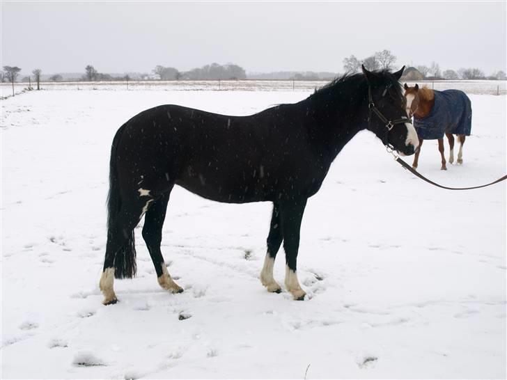 DSP Charming Lady *Solgt* - I hel figur, uden muskler Foto: Helle krogh  billede 11