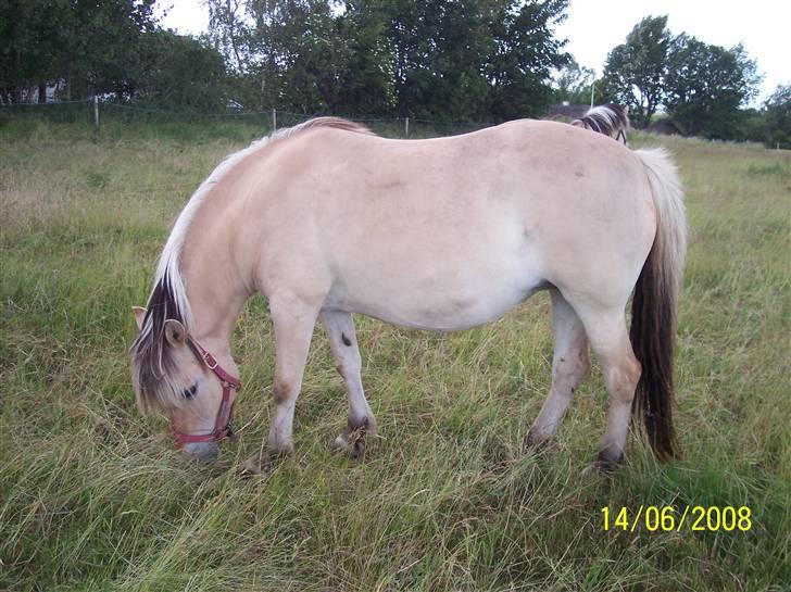 Fjordhest Hestehuset`s Flora SOLGT billede 1