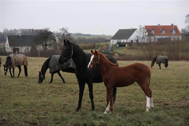 Frederiksborg magic star - Min bedste ven Santos, når mor giver lov til at lege.. billede 5