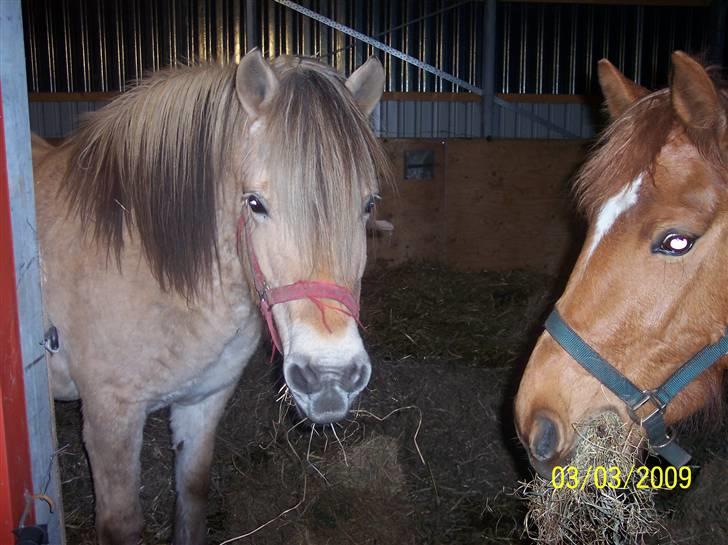 Fjordhest Hestehuset`s Flora SOLGT billede 2