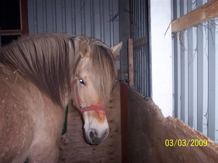 Fjordhest Hestehuset`s Flora SOLGT billede 3