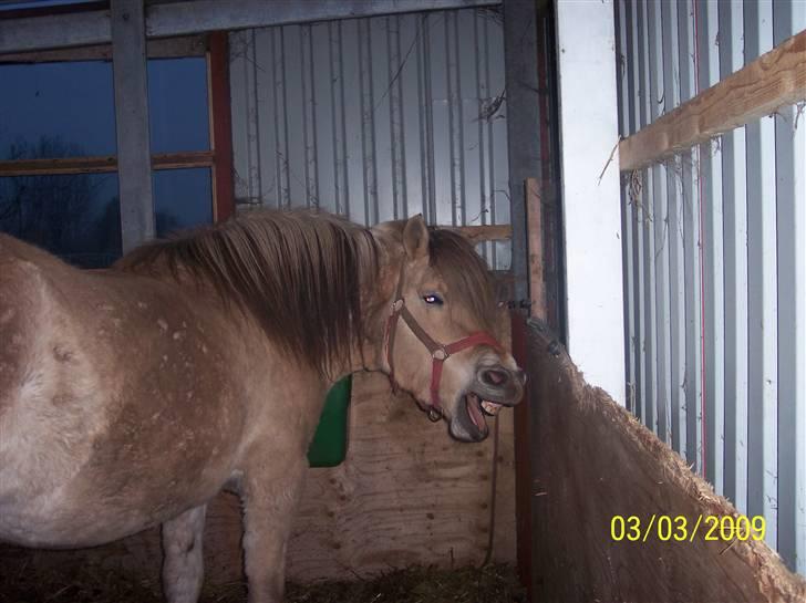 Fjordhest Hestehuset`s Flora SOLGT billede 4