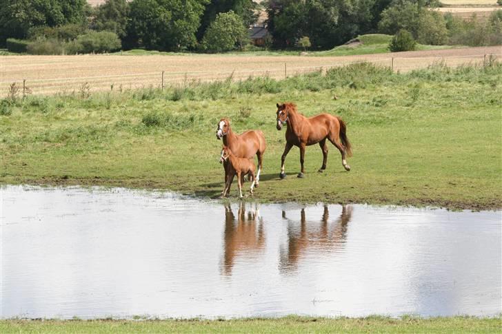 Frederiksborg magic star - Det vand ser godt nok farligt ud!! billede 6