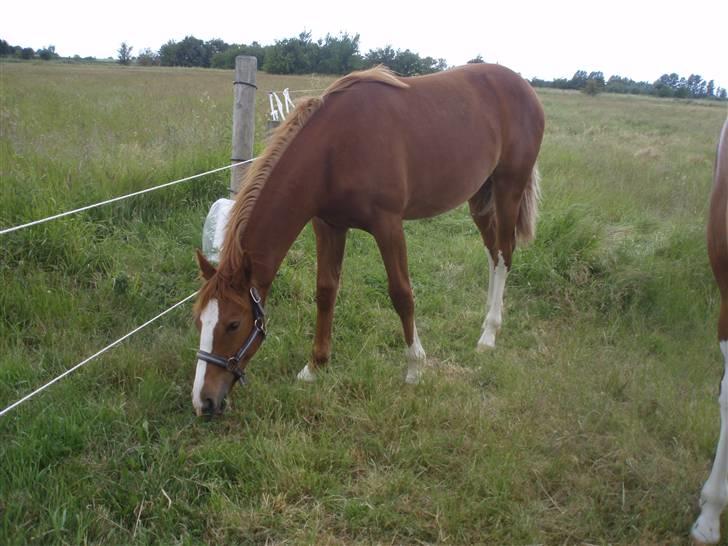 Frederiksborg magic star - Star på sommerfold med sin halvsøster billede 7