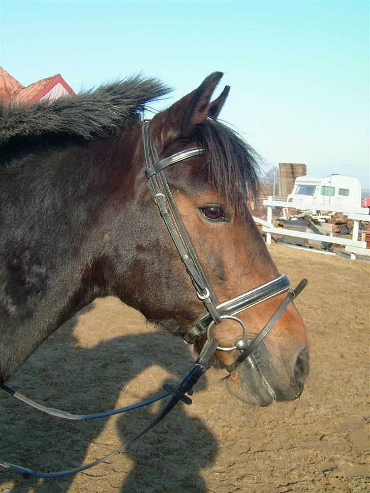 Anden særlig race Ronja 'gl. lånehest' billede 10