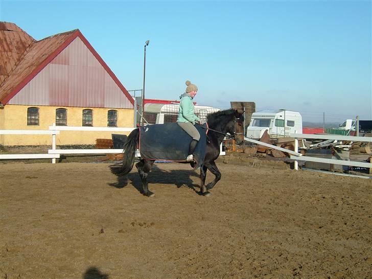 Anden særlig race Ronja 'gl. lånehest' billede 11
