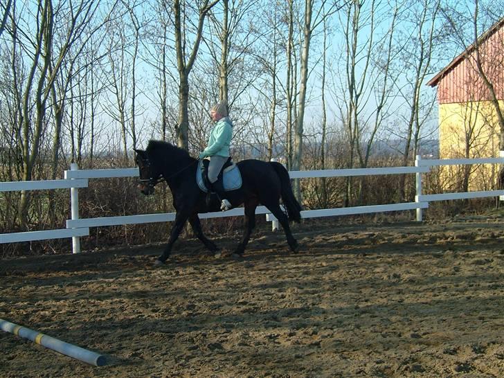 Anden særlig race Ronja 'gl. lånehest' billede 12