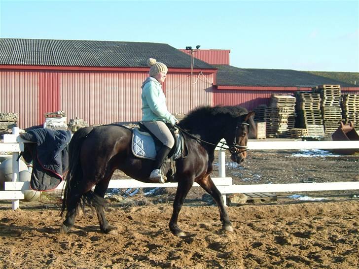 Anden særlig race Ronja 'gl. lånehest' billede 13