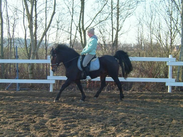 Anden særlig race Ronja 'gl. lånehest' billede 14